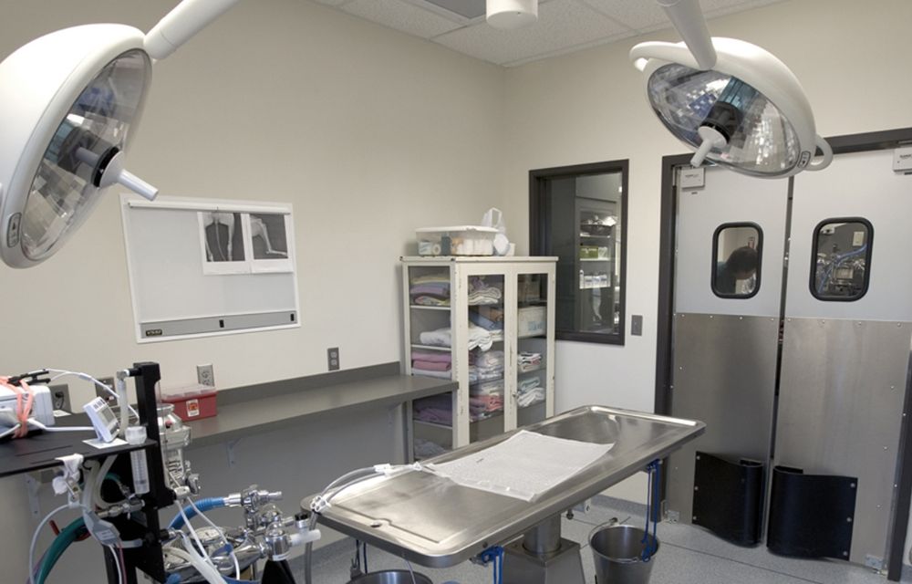 The Importance of Investing in Advanced Veterinary Medical Equipment